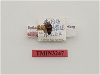 藏品(清境食植瓢蟲)的圖片